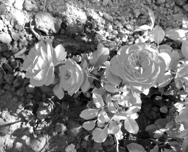 Çiçekler, dikenli güller bahçede doğal yapraklarla çiçek açıyor, dikenli kır çiçekleri, kır bahçesine çiçek açıyor, kır çiçekleri, dikenli çiçekler bahçede çiçek açıyor.