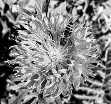 Kanatlı arı yavaşça bitkiye uçar, çiçekten özel arı kovanına bal için nektar toplar, güzel çiçeklerden oluşan bal tokası, arıların bacaklarında sarı polen, tatlı bal nektarı.