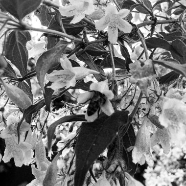 Kanatlı arı yavaşça bitkiye uçar, çiçekten özel arı kovanına bal için nektar toplar, güzel çiçeklerden oluşan bal tokası, arıların bacaklarında sarı polen, tatlı bal nektarı.