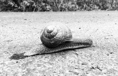 Islak yolda sürünen kabuklu büyük bahçe salyangozu çabuk eve gel, salyangoz Helix, vücudu korumak için sarmalanmış lezzetli yiyeceklerden oluşur, balçık kabuklu doğal hayvan salyangozu, besleyici krema yapar.