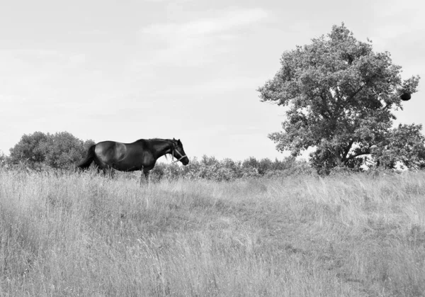 Beautiful Wild Brown Horse Stallion Summer Flower Meadow Equine Eating — Zdjęcie stockowe