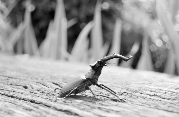 Escarabajo Macho Ciervo Con Mandíbulas Largas Afiladas Bosque Salvaje Sentado — Foto de Stock