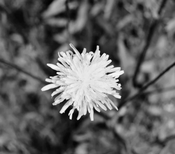 Beautiful Fluffy Blooming Flower Dandelion Dark Background Close Photography Consisting — Fotografia de Stock