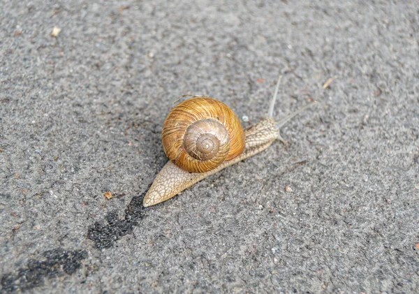 달팽이 Helix 도로를 기어다니며 집으로 서둘러 돌아오는 커다란 달팽이로 보호하기 — 스톡 사진