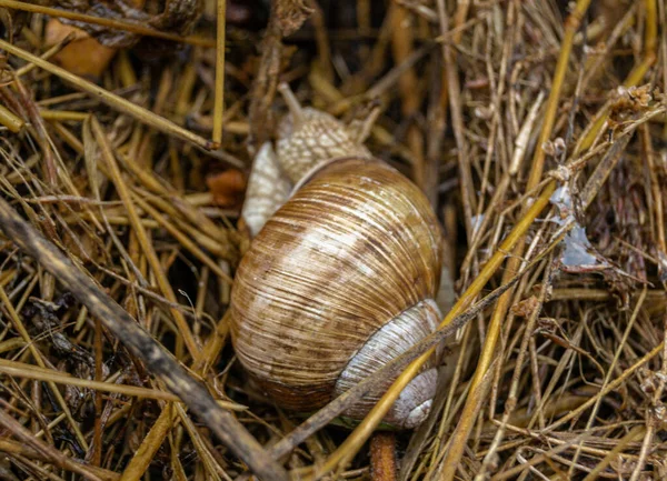 Stor Trädgård Snigel Med Skal Krypa Våt Väg Skynda Hem — Stockfoto