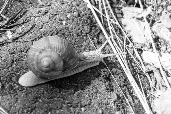 Caracol Jardín Grande Concha Arrastrándose Camino Húmedo Prisa Casa Caracol —  Fotos de Stock