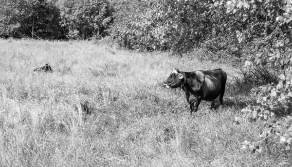 Φωτογραφία Για Θέμα Όμορφη Μεγάλη Αγελάδα Γάλα Βόσκει Στο Πράσινο — Φωτογραφία Αρχείου