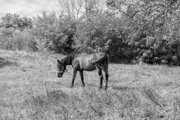 Krásný Divoký Hnědý Kůň Hřebec Letní Květinové Louce Koňovití Jedí — Stock fotografie