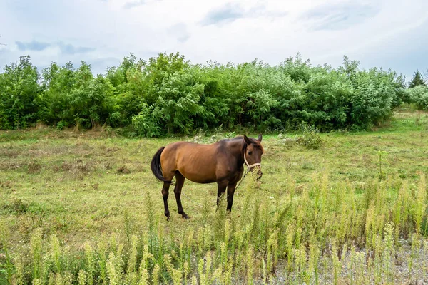 Beau Cheval Brun Sauvage Étalon Sur Prairie Fleurs Été Cheval — Photo