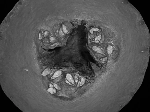 Фотография Тему Красивых Семян Овощей Внутри Большой Тыквы Натуральной Текстурой — стоковое фото