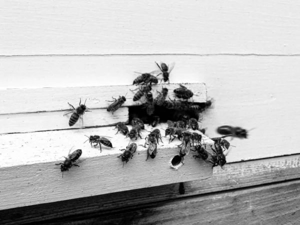 Winged Bee Slowly Flies Beehive Collect Nectar Private Apiary Live — Stockfoto