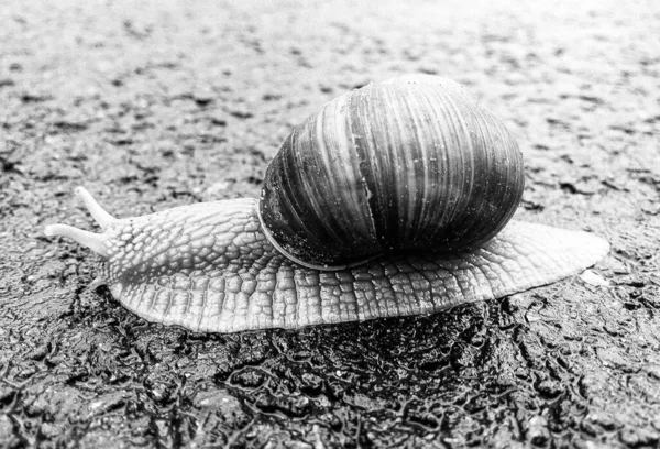 Big Garden Snail Shell Crawling Wet Road Hurry Home Snail — Stock Photo, Image