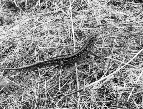 Photographie Sur Thème Belles Écailles Lumineuses Lézard Peau Corps Assis — Photo