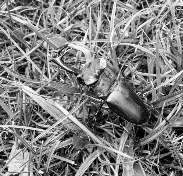 Male Stag Beetle Long Sharp Jaws Wild Forest Sitting Trunk — Stockfoto