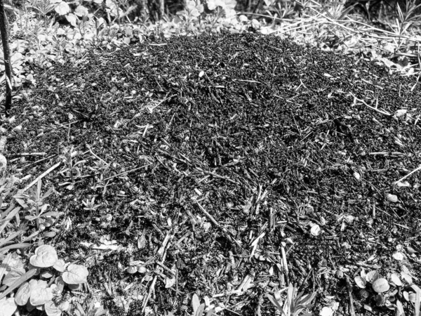 Φωτογραφία Στο Θέμα Μεγάλο Όμορφο Δάσος Μυρμηγκιών Άγρια Μικρά Μυρμήγκια — Φωτογραφία Αρχείου