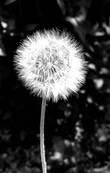 Ramo Flores Silvestres Blowball Floreciendo Jardín Con Hojas Naturales Hermoso — Foto de Stock