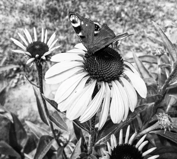 Photography Theme Beautiful Black Butterfly Monarch Meadow Flower Photo Consisting — Fotografia de Stock