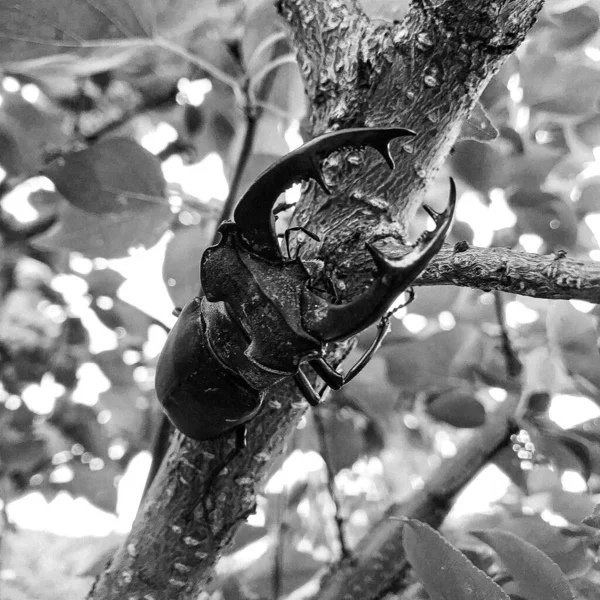 Besouro Veado Macho Com Mandíbulas Longas Afiadas Floresta Selvagem Sentada — Fotografia de Stock