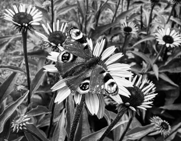 Photography Theme Beautiful Black Butterfly Monarch Meadow Flower Photo Consisting — 图库照片