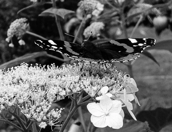 Photography Theme Beautiful Black Butterfly Monarch Meadow Flower Photo Consisting — Fotografia de Stock