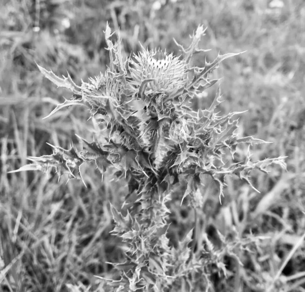 Bouquet Wildflowers Prickly Burdock Blooming Garden Natural Leaves Bouquet Wildflowers — Stock Photo, Image