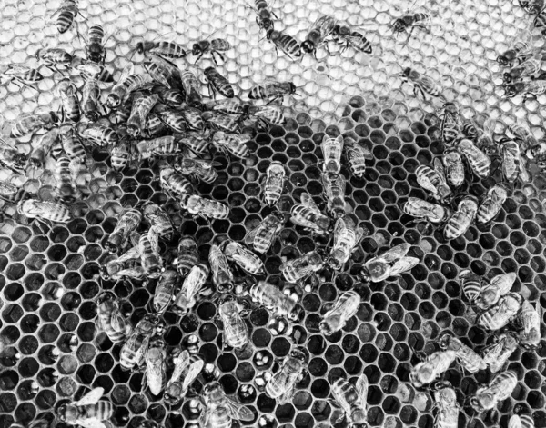 Absztrakt Hatszög Szerkezete Méhkaptárból Származó Méhsejt Arany Mézzel Töltve Méhsejt — Stock Fotó
