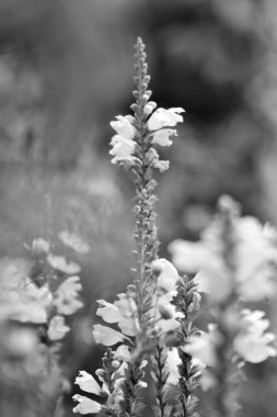 Kırsalda çiçek açan nektarlı vahşi güzellik, kırlarda açan kır çiçekleri, tarlada açan doğal otlar kırsal alanda açan yabani küçük çiçekler.