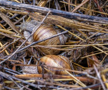 Islak yolda sürünen kabuklu büyük bahçe salyangozu çabuk eve gel, salyangoz Helix vücudu korumak için sarılmış lezzetli yiyeceklerden oluşur, balçıklı doğal neşe salyangozu balçıktan korur, besleyici krema yapabilir.