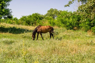 Yazlık çiçek çayırında güzel kahverengi at, yeşil çimen yiyen at. Uzun yeleli at aygırı ayakta duruyor. Atlı aygır açık havada, büyük at atları.