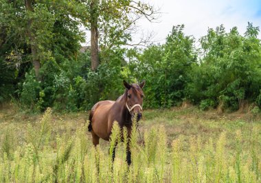 Yazlık çiçek çayırında güzel kahverengi at, yeşil çimen yiyen at. Uzun yeleli at aygırı ayakta duruyor. Atlı aygır açık havada, büyük at atları.