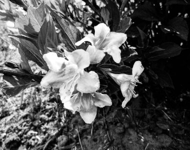 Çiçek çiçekleri, yaseminler bahçede doğal yapraklarla çiçek açıyor, güzel kır çiçekleri, yasemin çiçekleri kırsal bahçeye çiçek açıyor, kır çiçekleri, yasemin çiçekleri büyük bahçede çiçek açıyor.