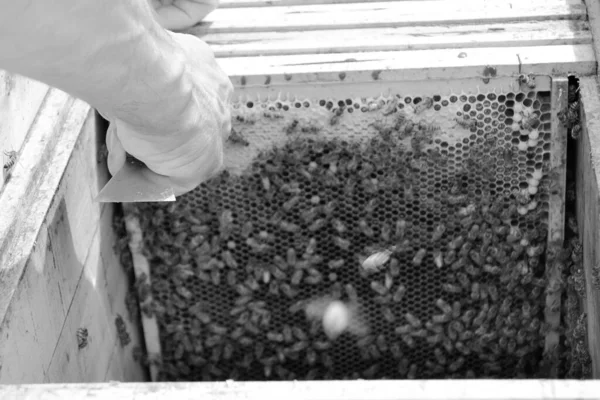 Langsam Fliegt Die Geflügelte Biene Zum Imker Und Sammelt Nektar — Stockfoto