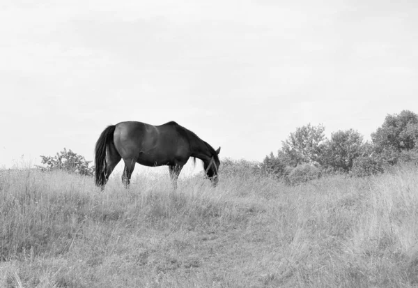 Beautiful Wild Brown Horse Stallion Summer Flower Meadow Equine Eating — 图库照片