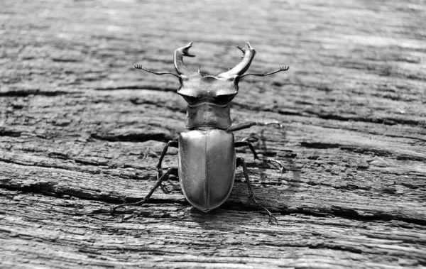 Male Stag Beetle Long Sharp Jaws Wild Forest Sitting Trunk — Stockfoto