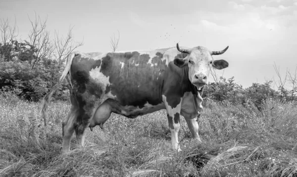 Фотографія Тему Красива Велика Велика Молочна Корова Приносить Зелений Луг — стокове фото