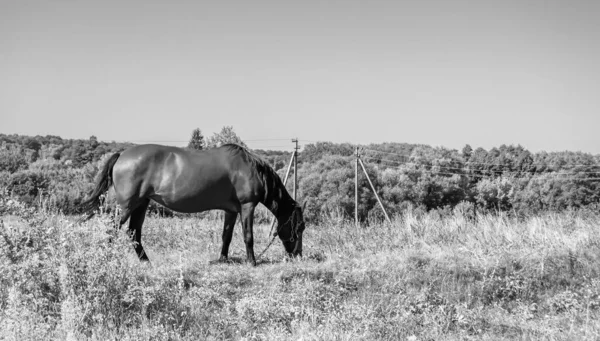 Hermoso Semental Caballo Marrón Salvaje Prado Flores Verano Equino Comiendo —  Fotos de Stock