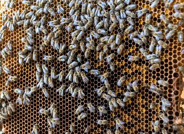 Abstract Hexagonstructuur Honingraat Van Bijenkorf Gevuld Met Gouden Honing Honingraat — Stockfoto