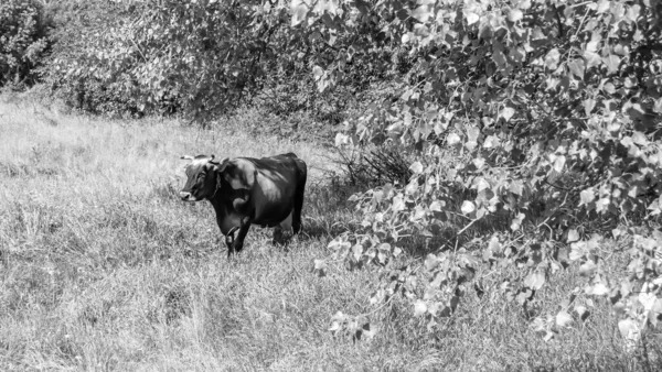 Photography Theme Beautiful Big Milk Cow Grazes Green Meadow Blue — Stock Fotó