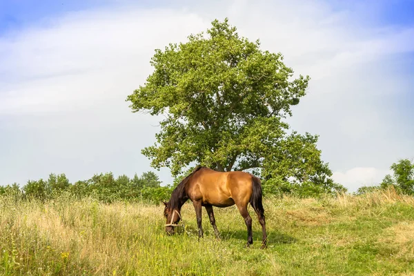 Жеребец Дикой Коричневой Лошади Даче Лошадь Питающаяся Зеленой Травой Лошадиный — стоковое фото