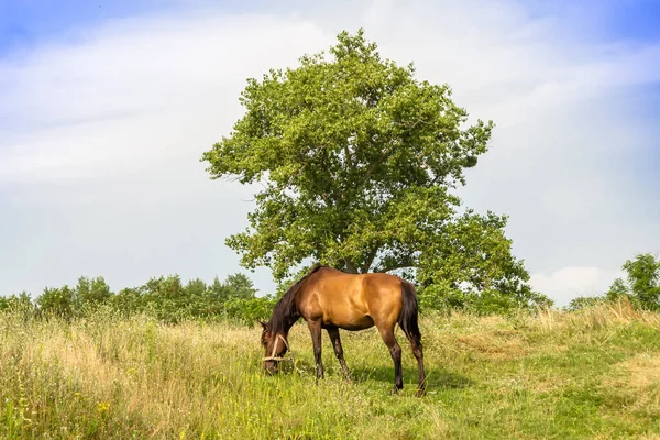 Beau Cheval Brun Sauvage Étalon Sur Prairie Fleurs Été Cheval — Photo