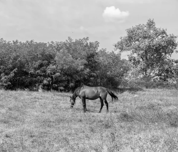 夏の花の牧草地に美しい野生の茶色の馬の種牡馬 立っ位置に長い男性の肖像画を持つ馬の種牡馬 緑の草を食べる馬の種牡馬 馬の種牡馬の屋外で 大きな馬の種牡馬 — ストック写真