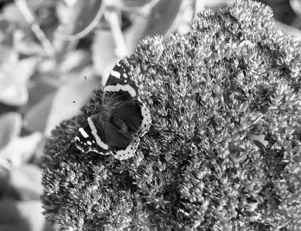 Photography Theme Beautiful Black Butterfly Monarch Meadow Flower Photo Consisting — 图库照片