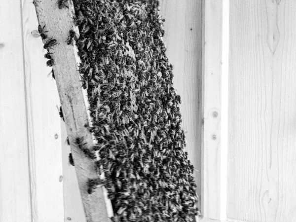 Winged Bee Slowly Flies Beehive Collect Nectar Private Apiary Live — Stockfoto