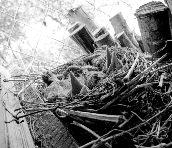 野生の落葉樹林の美しい古い巣鳥 自然の近くにある自然 野生動物の森への古い巣鳥からなる写真 翼のある生き物のための野生の森の自然の古い巣鳥 — ストック写真