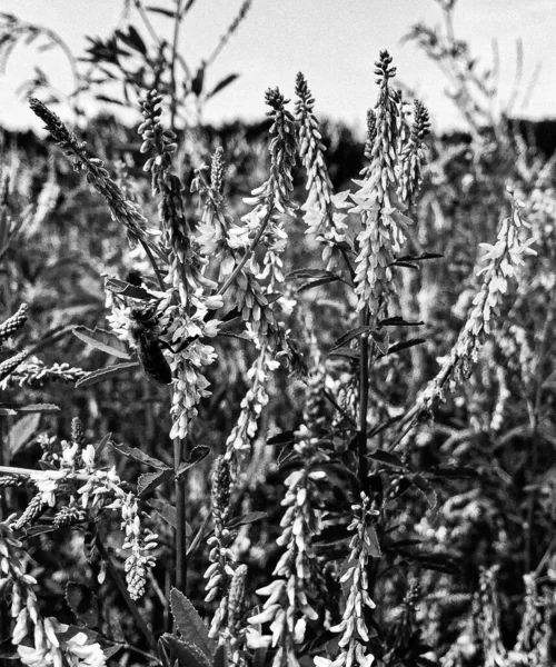 Abeja Alada Vuela Lentamente Planta Recoge Néctar Para Miel Colmenar — Foto de Stock