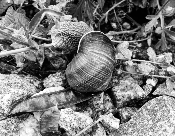 Caracol Jardín Grande Concha Arrastrándose Camino Húmedo Prisa Casa Caracol —  Fotos de Stock