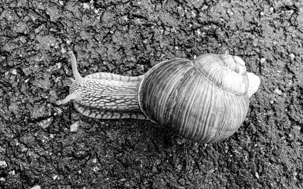 Big Garden Snail Shell Crawling Wet Road Hurry Home Snail — Stock Photo, Image