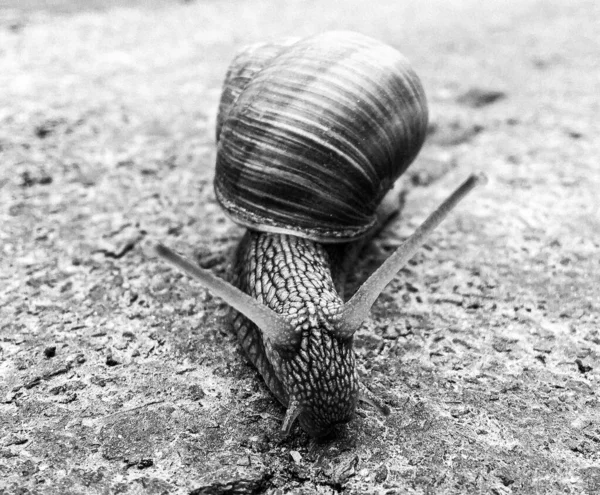 Big Garden Snail Shell Crawling Wet Road Hurry Home Snail — Foto Stock