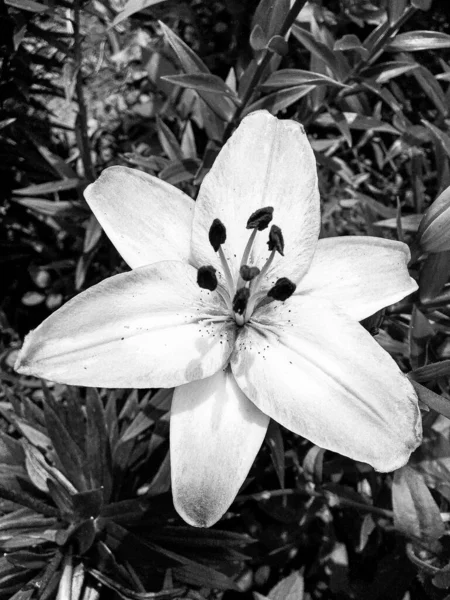 Nilüfer Çiçekleri Bahçede Doğal Yapraklarla Çiçek Açıyor Kır Bahçesine Çiçek — Stok fotoğraf