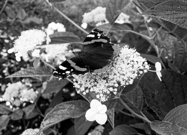 Photographie Thème Beau Papillon Noir Monarque Sur Fleur Prairie Photo — Photo